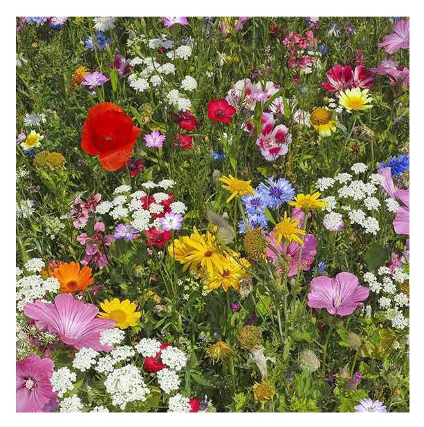 HipGirl hummingbird-pollinator wildflower seed mix attracts birds with nectar-rich blooms.