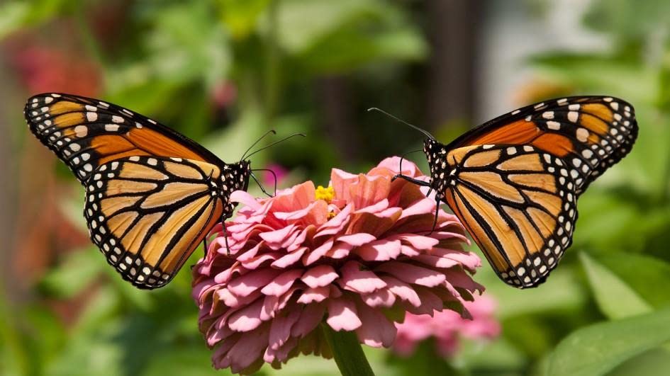 HipGirl nectar-rich wildflowers create bright attractants for butterflies and bees.