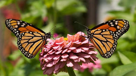 HipGirl nectar-rich wildflowers create bright attractants for butterflies and bees.