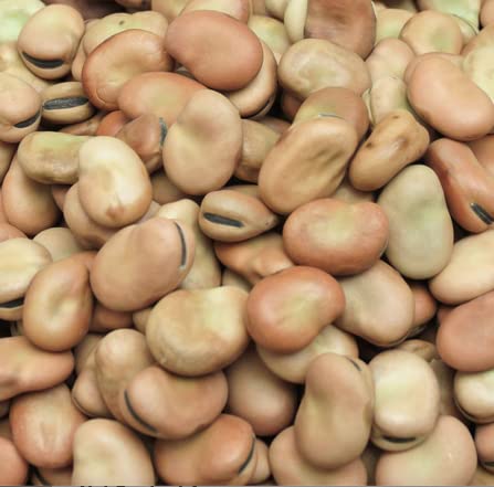 HipGirl organic garden beans thriving in sun and cool weather