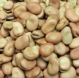 HipGirl organic garden beans thriving in sun and cool weather