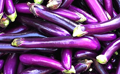 HipGirl Ping Tung eggplant seeds pack, premium non-GMO heirloom for home gardens.