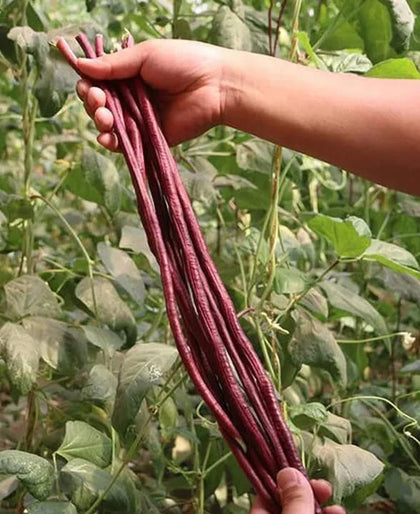 HipGirl red yard-long bean seeds for warm-season planting in sunlit beds.