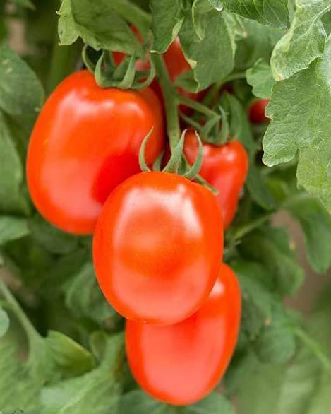 HipGirl Roma VF harvest under full sun in a home garden
