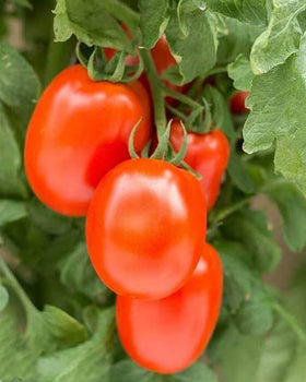 HipGirl Roma VF harvest under full sun in a home garden