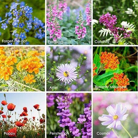 HipGirl stratification concept to trigger germination in wildflowers.