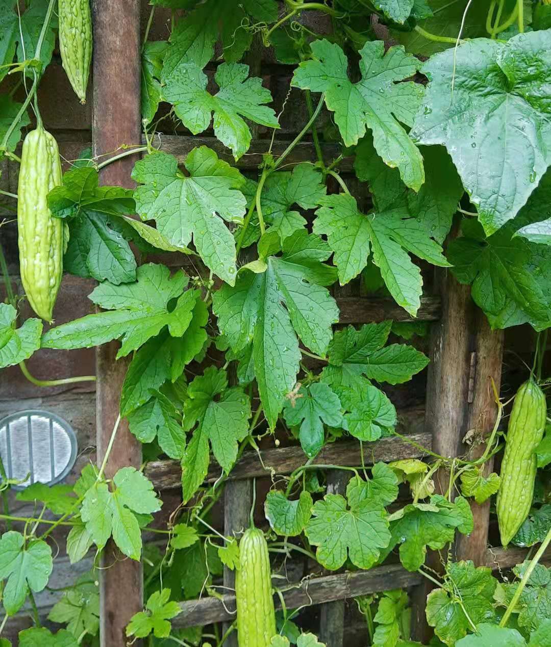 HipGirl bitter melon seeds in germination stage signaling strong early growth.