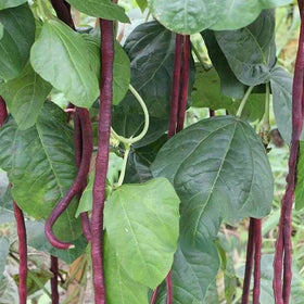 HipGirl yard-long bean vines growing on a trellis for space-saving harvest.