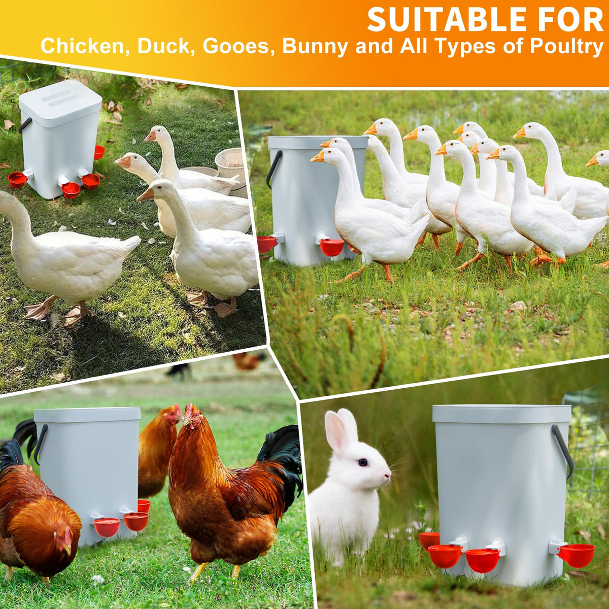 Hipykat chicken water dispenser in coop shows easy setup and tidy feeding area.