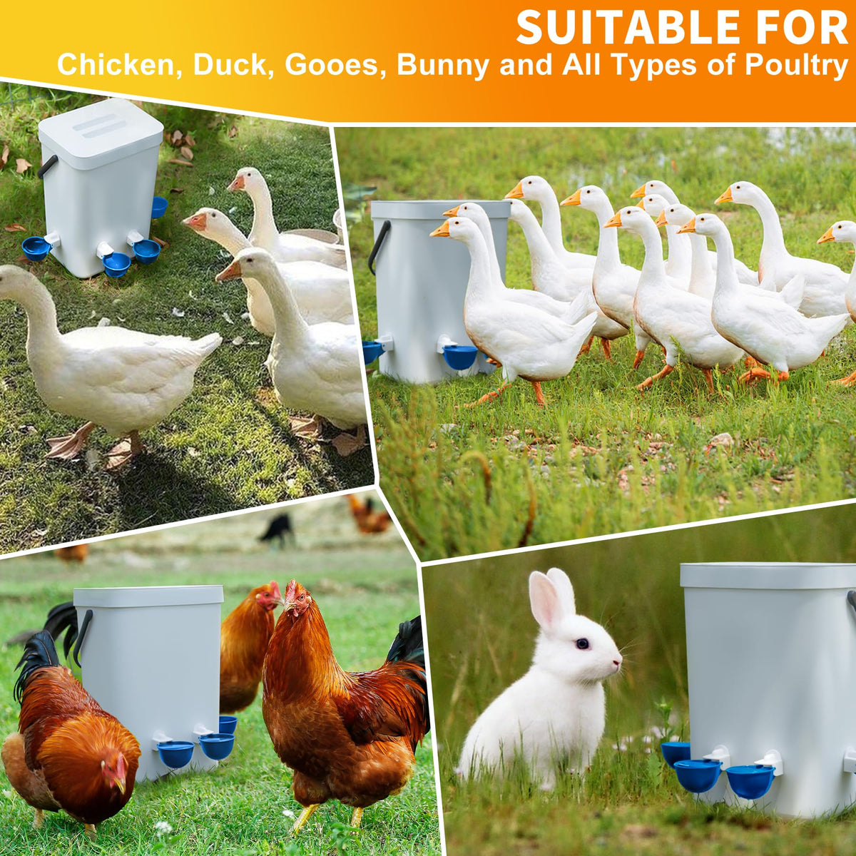 Hipykat poultry waterer system in the coop supports consistent hydration for diverse birds.