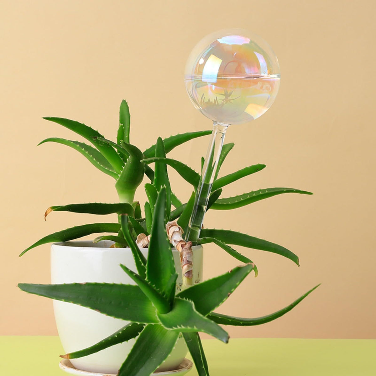 Histely glass bulbs reflect sunlight and provide gentle watering for plants