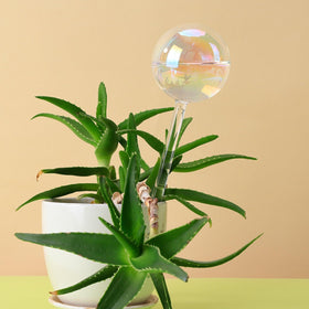 Histely glass bulbs reflect sunlight and provide gentle watering for plants
