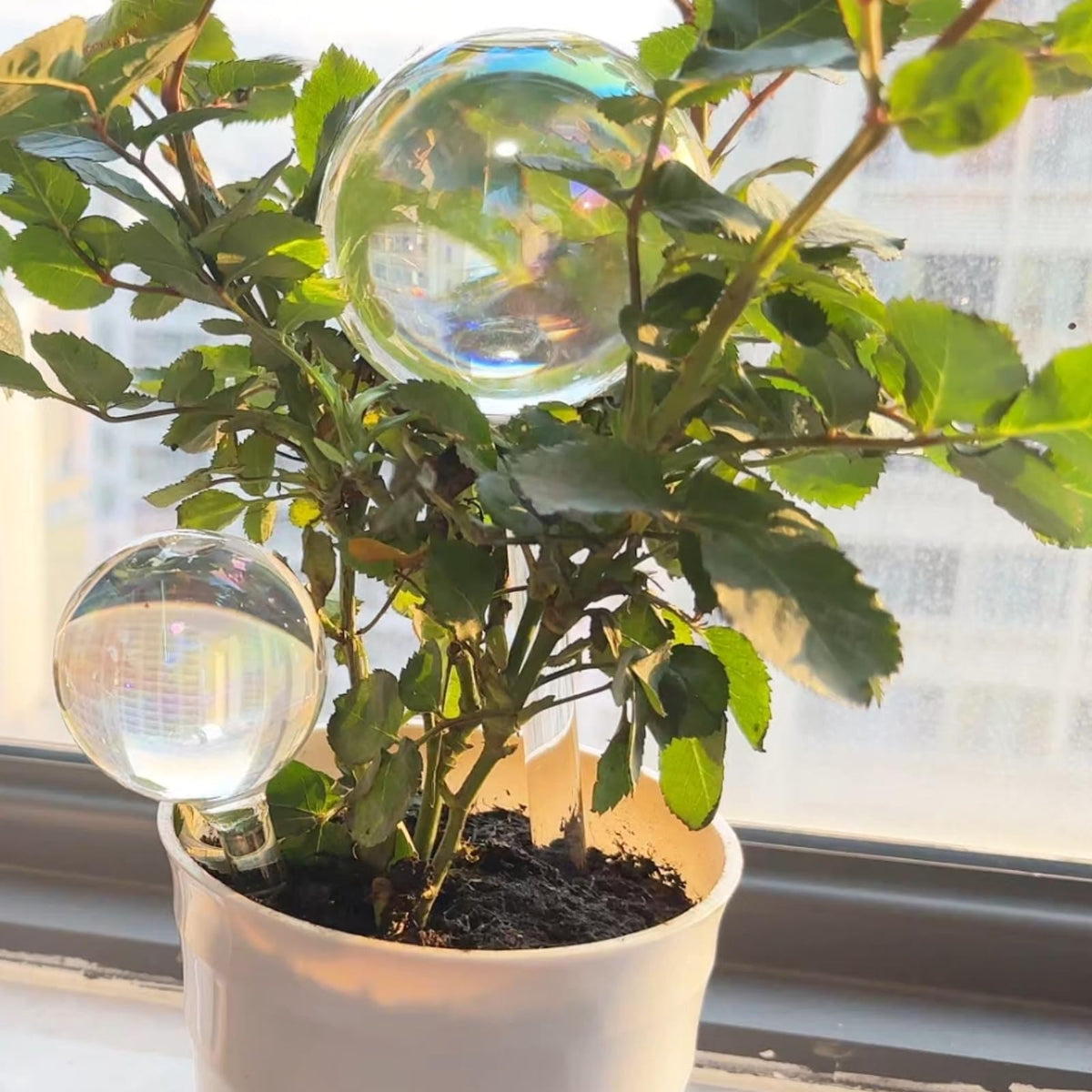 Histely large globe measures 8.6 inches for extended watering intervals