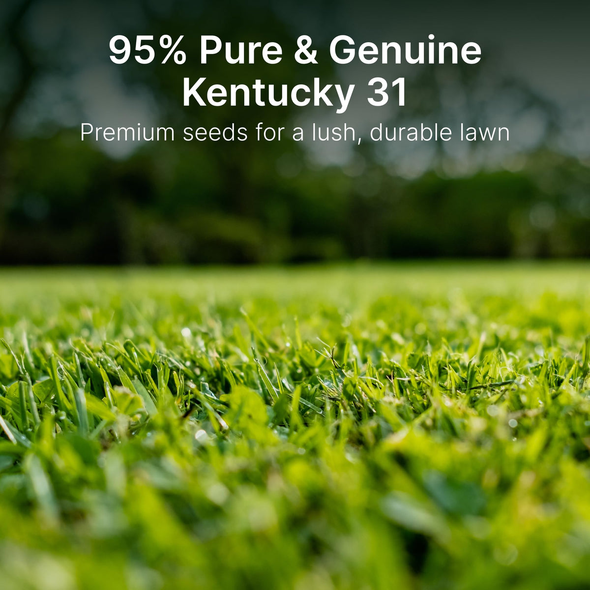 Hit List Seed KY31 field demonstrates drought-tolerant tall fescue growth for pastures