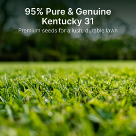 Hit List Seed KY31 field demonstrates drought-tolerant tall fescue growth for pastures
