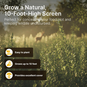 Hit List Seed Grain Sorghum detail highlights height and plot cover