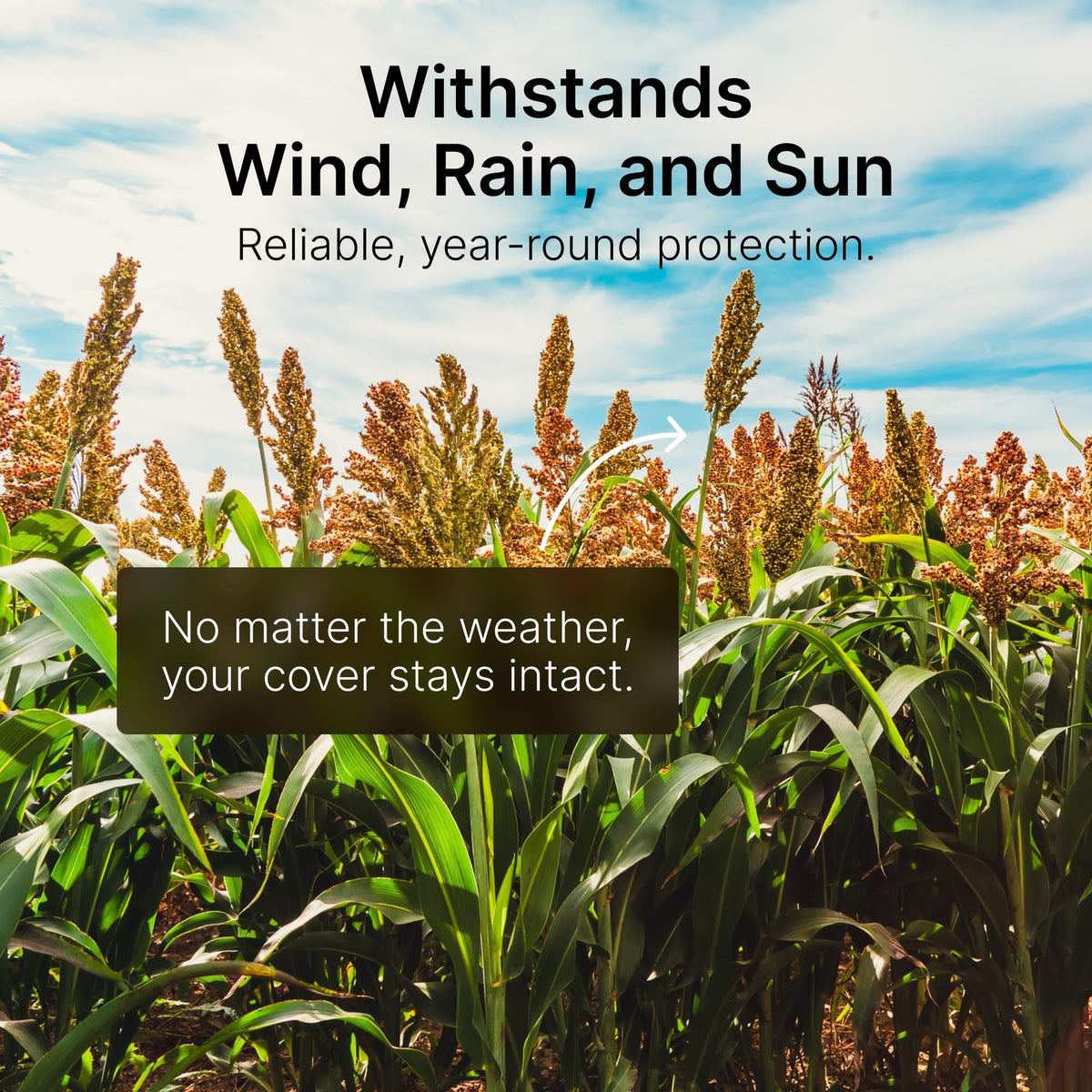 Hit List Seed Sorghum Sudangrass mix tall growth for rapid screening