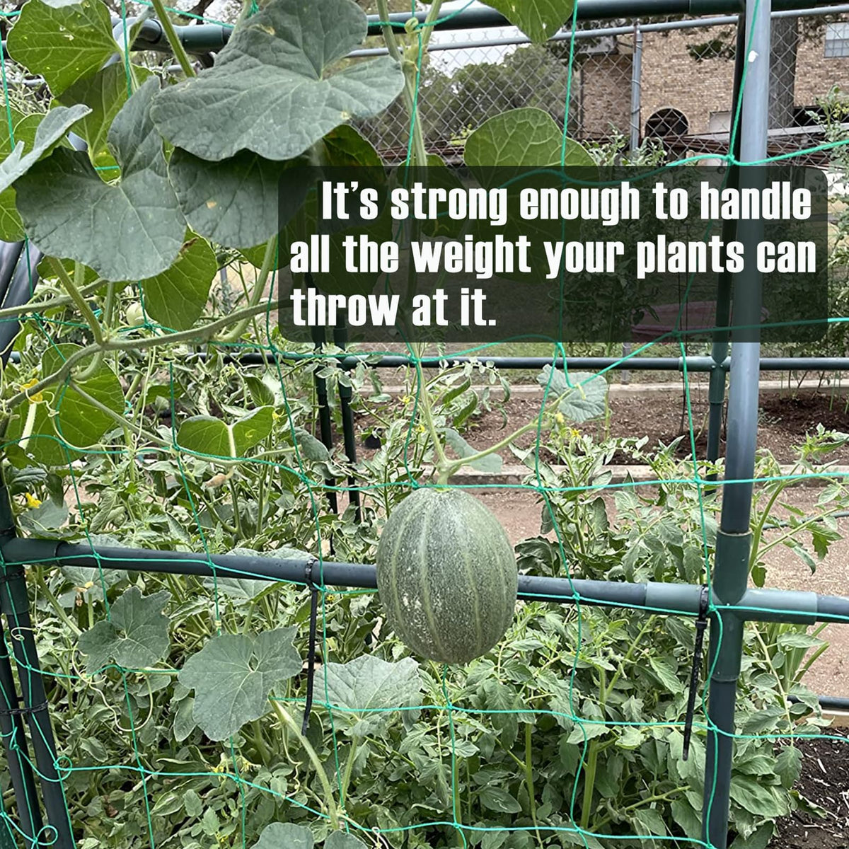 UV-stabilized, durable trellis netting for long-term garden use.