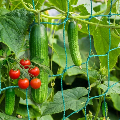 HOECMRHP trellis netting in green provides sturdy support for climbing plants.