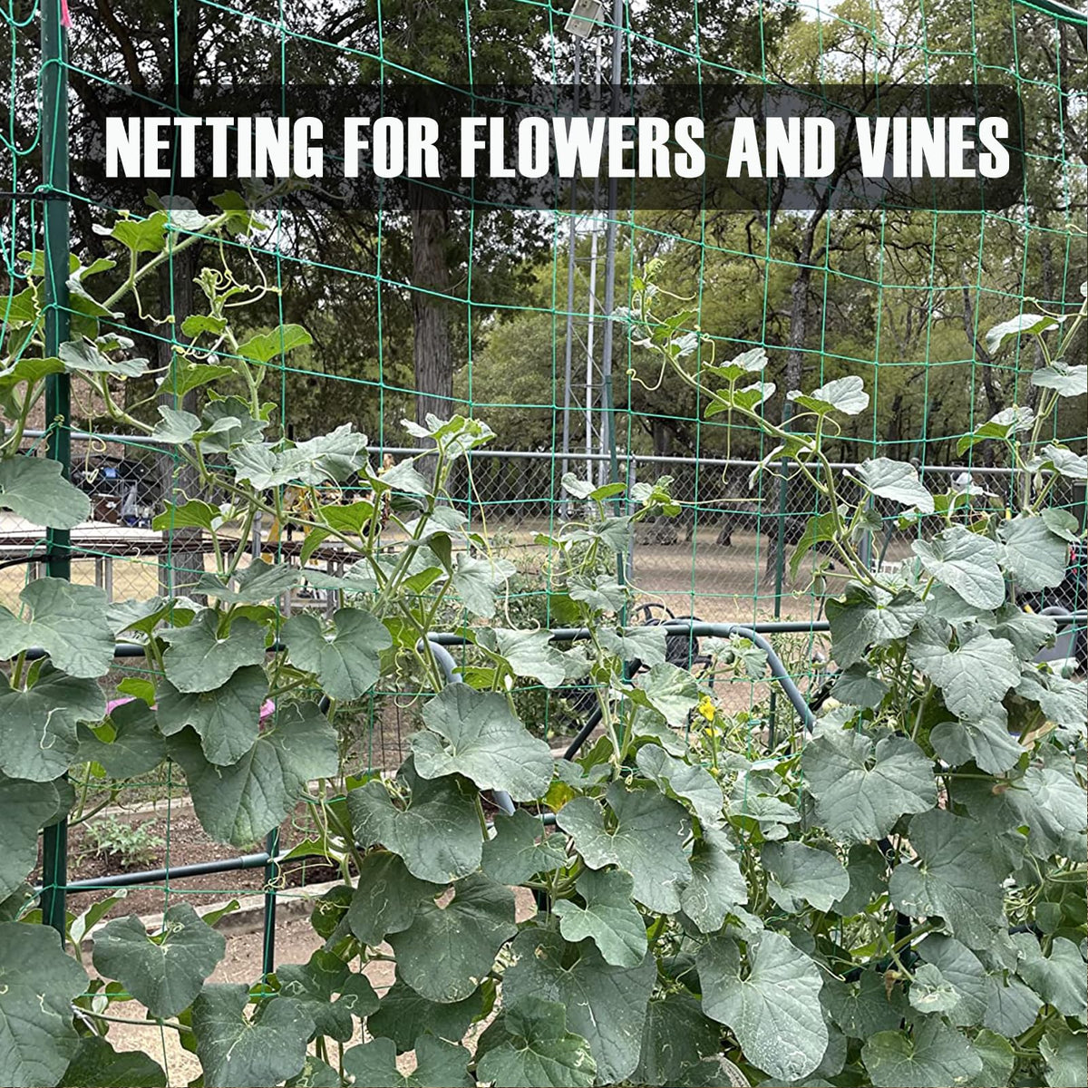 Bean and vine support using HOECMRHP trellis netting.