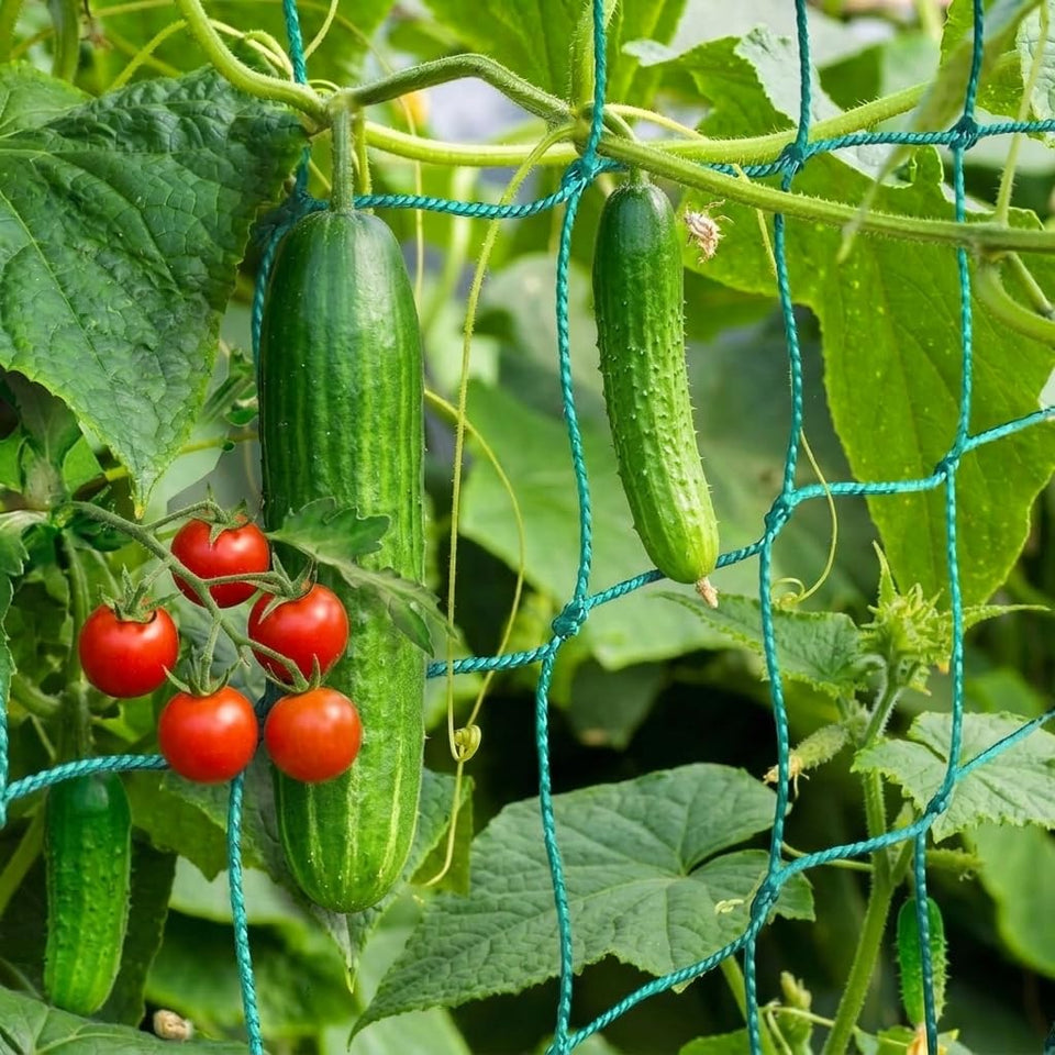 HOECMRHP trellis netting provides strong support for climbing plants in the garden.