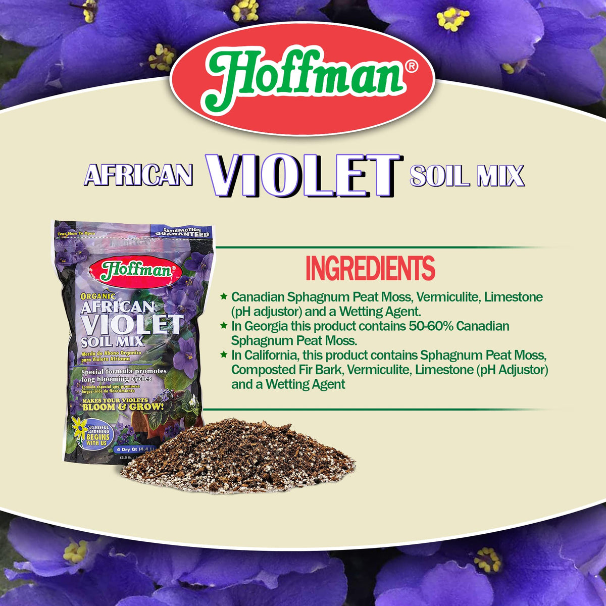 Hoffman African Violet bloom close-up highlights lush flowers and healthy leaves.