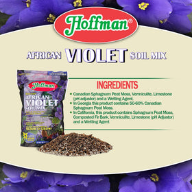 Hoffman African Violet bloom close-up highlights lush flowers and healthy leaves.