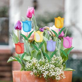 Hogardeck tulip stake purple enhances garden beds with color.