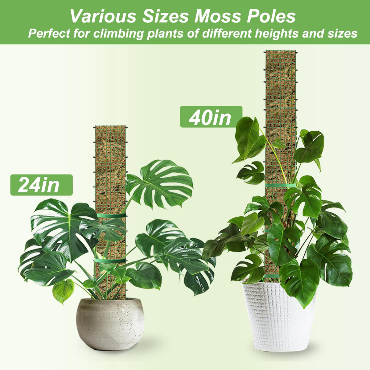 HOLANHING D Shape moss pole 40-inch side view showing durability.