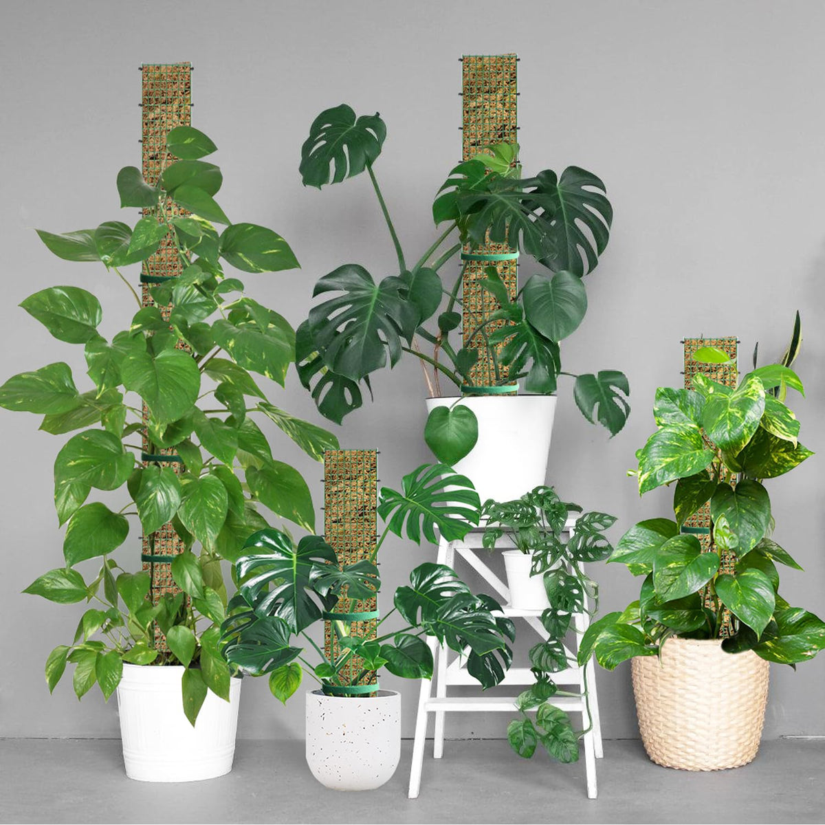 Garden ties pack included with HOLANHING moss pole kit