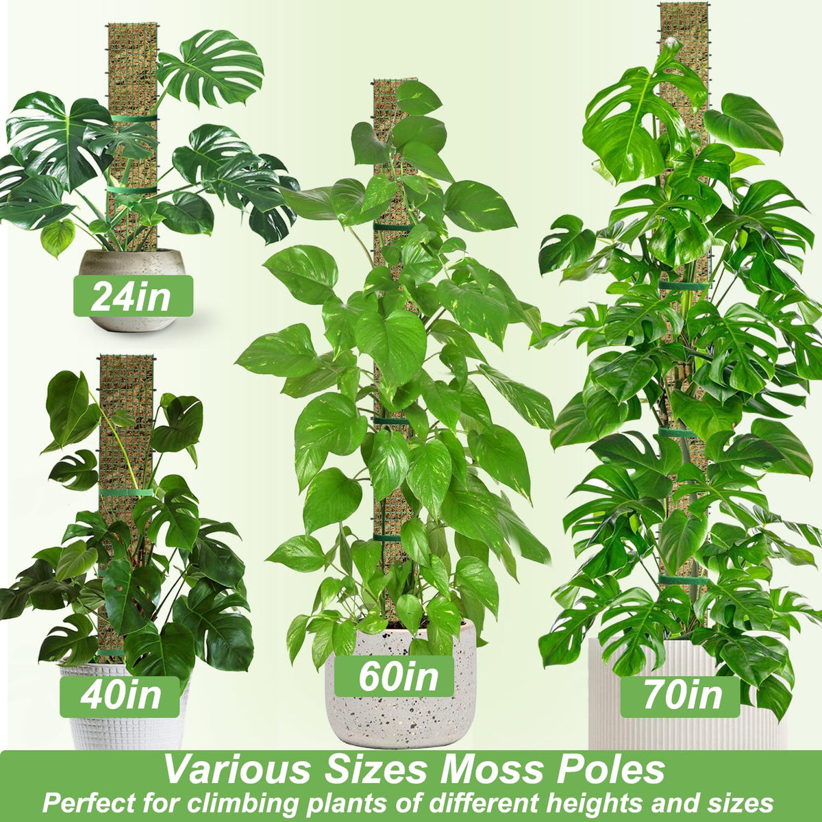 Holanhing Monstera climbing plant using moss pole for upward growth.