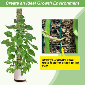 Monstera supported by Holanhing moss pole demonstrating upward growth.