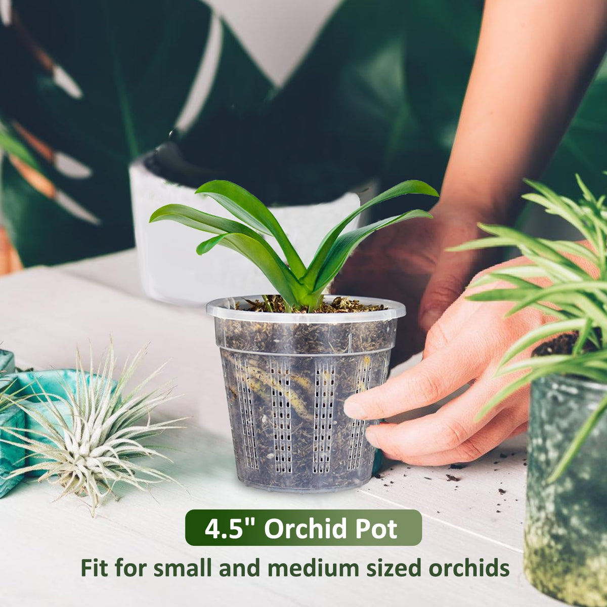 HOLANHING 6-pack with clips for secure repotting and display.