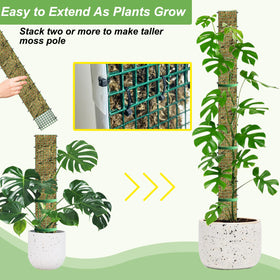 Semi-transparent HOLANHING moss pole allows viewing root growth inside.