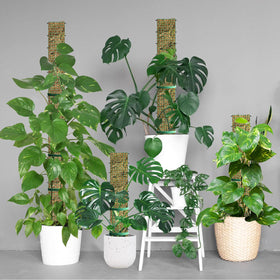 HOLANHING semi-transparent design allows root growth observation.