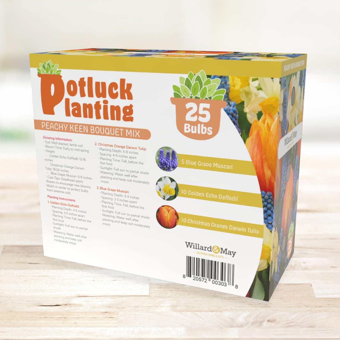 Holland Bulb Farms Christmas Orange Darwin tulips bulbs for bright garden color.