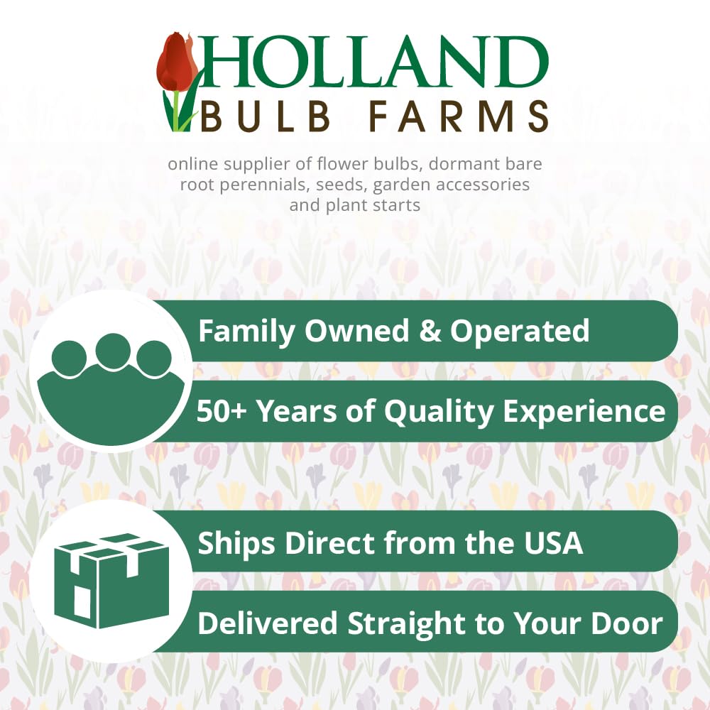 Holland Bulb Farms fragrant blooms enriching outdoor spaces.