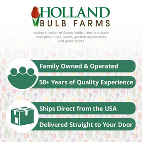 Holland Bulb Farms fragrant blooms enriching outdoor spaces.