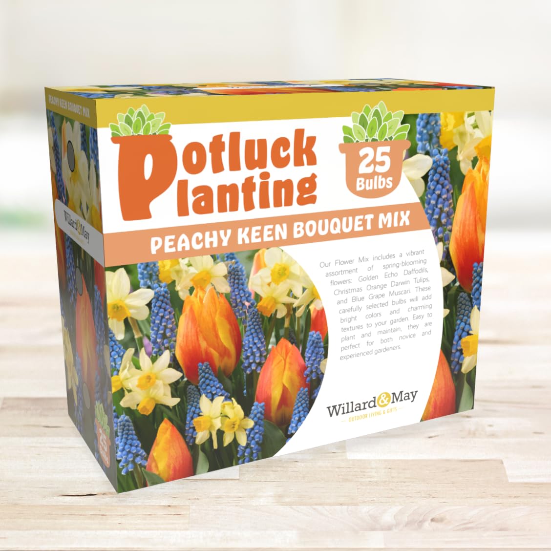 Holland Bulb Farms Golden Echo daffodils bulbs ready to plant in spring.