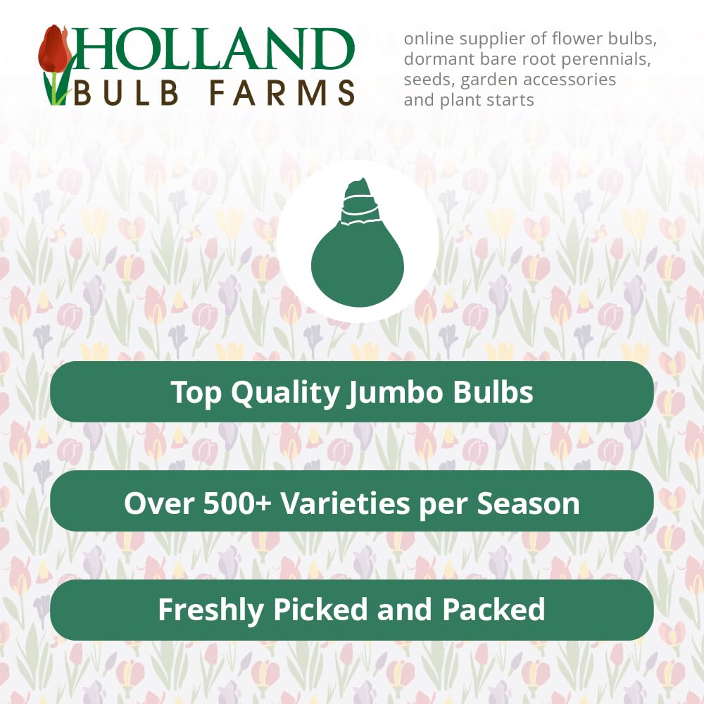 Holland Bulb Farms moist, well draining soil supports healthy bulb growth.