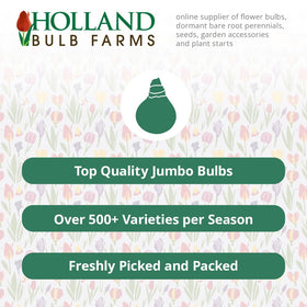 Holland Bulb Farms moist, well draining soil supports healthy bulb growth.