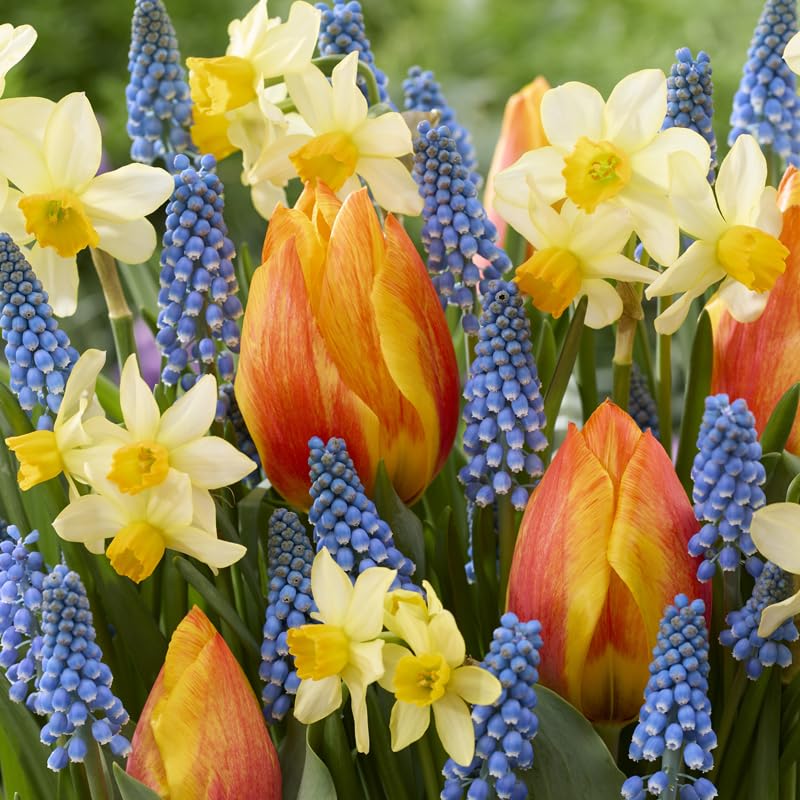 Holland Bulb Farms Potluck Planting Box open packaging shows easy setup for beginners.