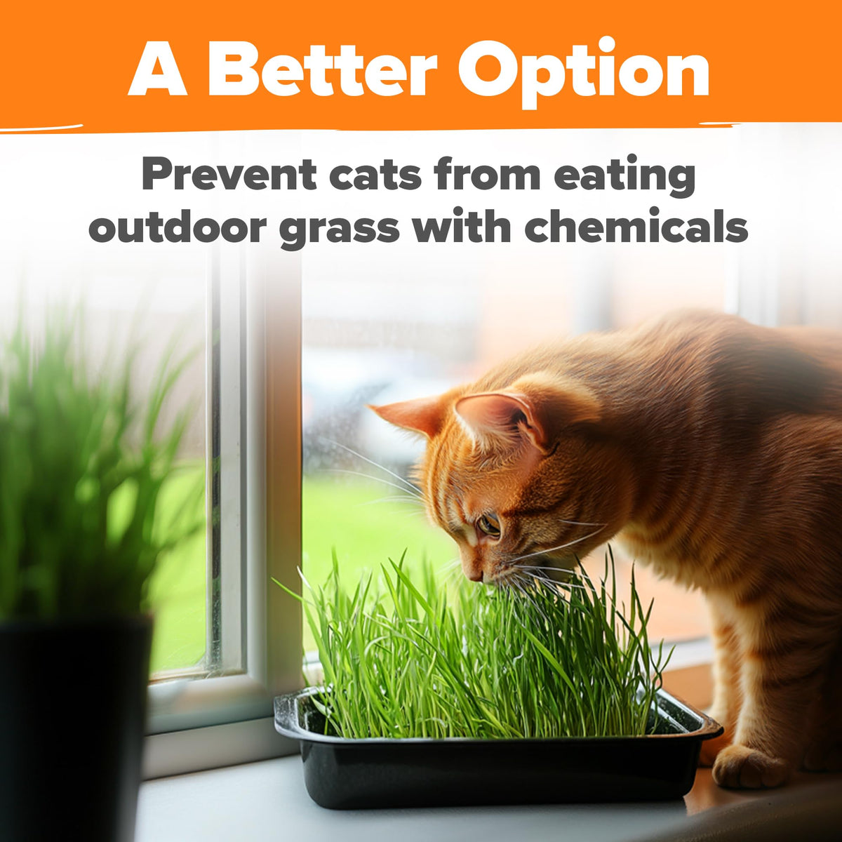 HOME GROWN cat grass growing in pot for easy home use