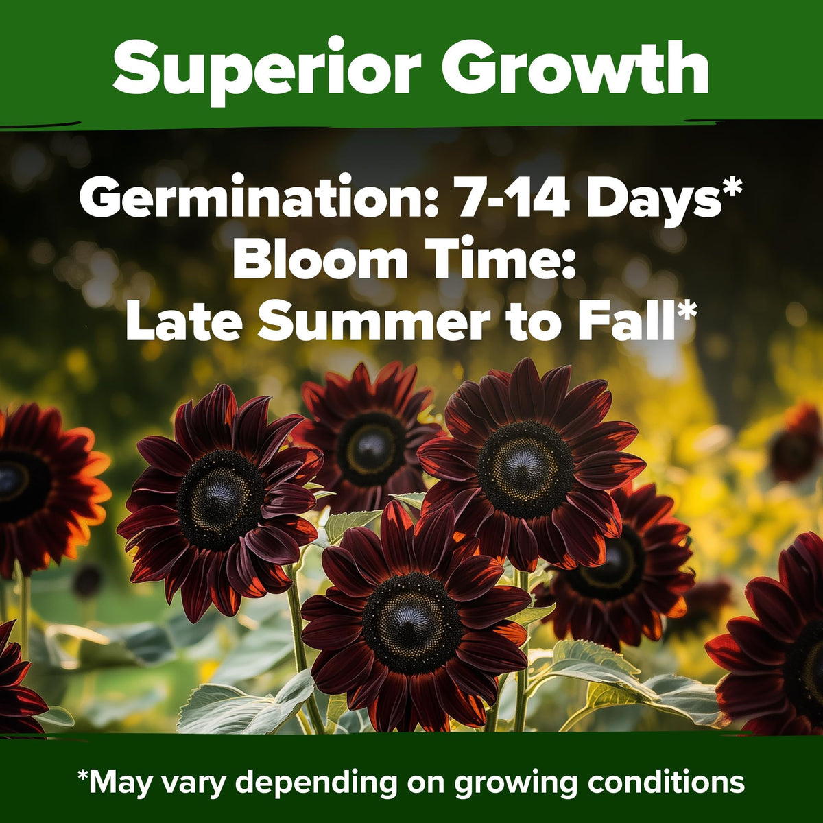 Cut flower bouquet featuring chocolate cherry sunflowers for long-lasting indoor arrangements.