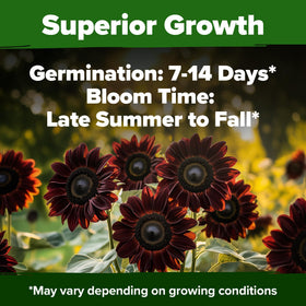 Cut flower bouquet featuring chocolate cherry sunflowers for long-lasting indoor arrangements.