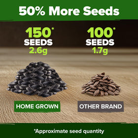 Low-maintenance, easy-to-grow HOME GROWN sunflower seeds for beginners.