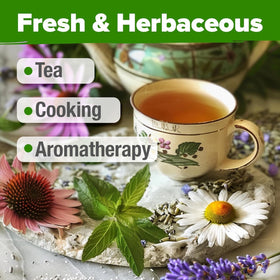 HOME GROWN echinacea seeds for flavorful herbal teas