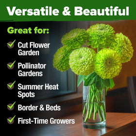 Sturdy stems support long-lasting cut flowers for arrangements.