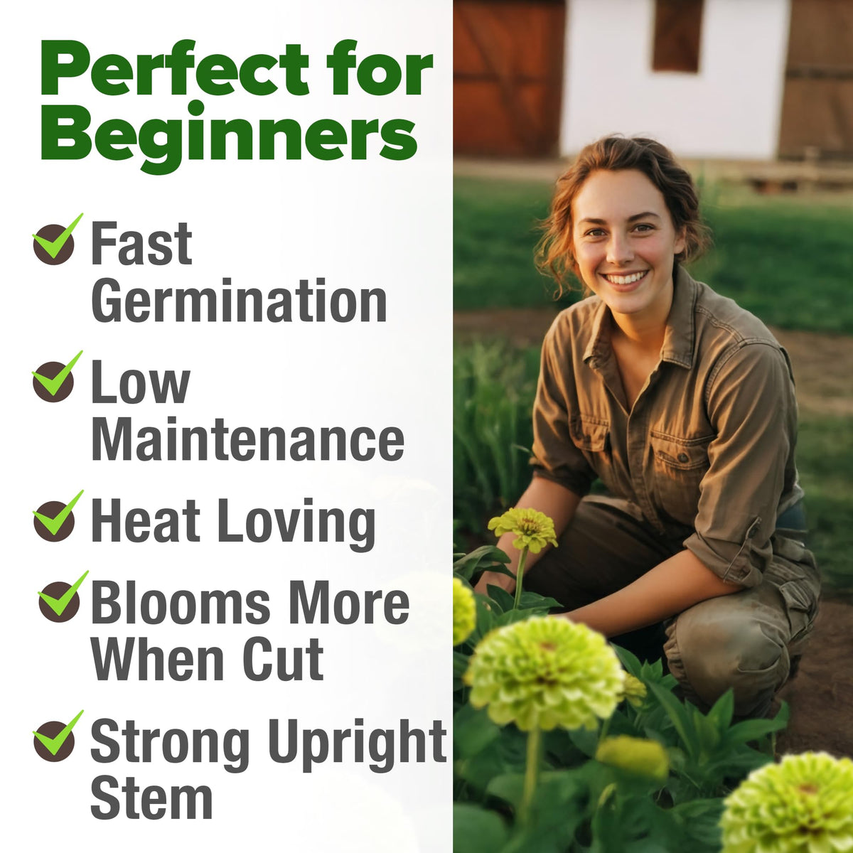 Attracts butterflies and pollinators for a biodiverse garden.