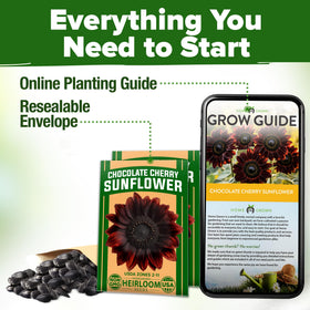 Garden centerpiece with tall burgundy sunflowers lining pathways for drama.